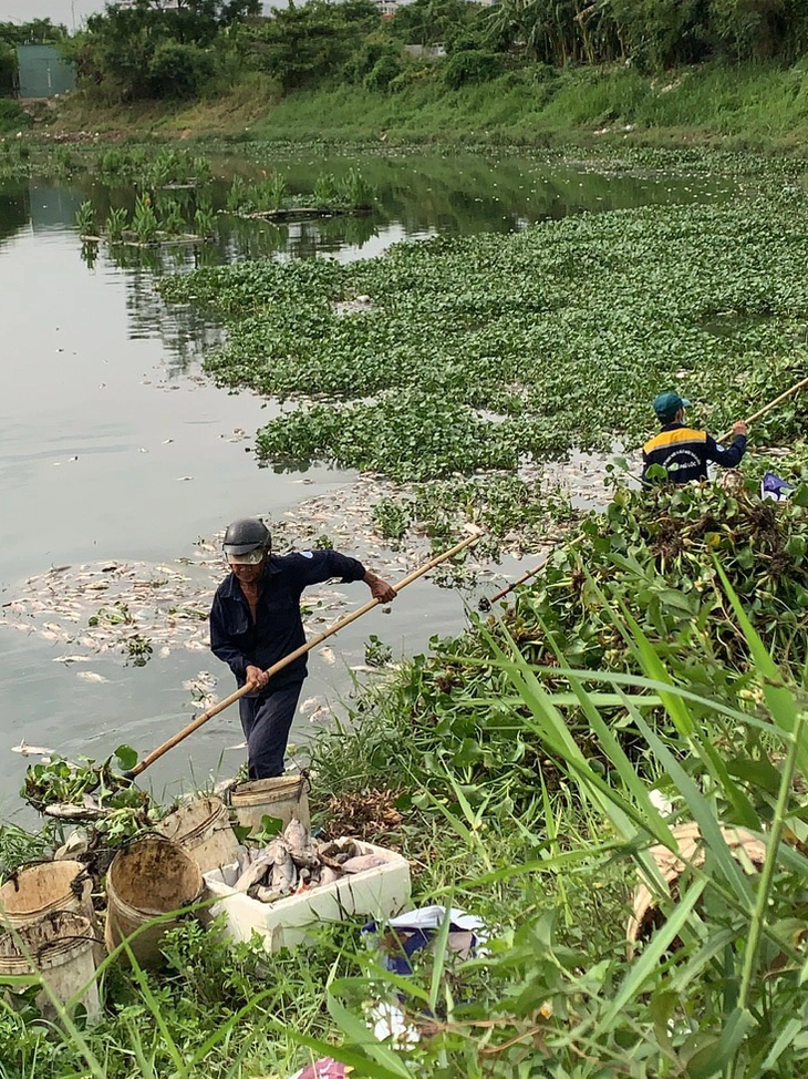 Công nhân Công ty Thoát nước và Xử lý nước thải TP Đà Nẵng gom cá chết sau mưa trên kênh Phú Lộc - Ảnh: NH.TRUNG