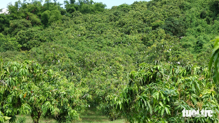 Vườn xoài bát ngát chạy dài vắt lên triền núi ở xã Thổ Sơn - Ảnh: CHÍ CÔNG