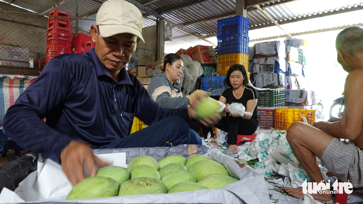 Gánh về nhà nhưng trái xoài vẫn đẹp và sẽ được đóng thùng đưa ra thị trường ở TP.HCM để tiêu thụ - Ảnh: CHÍ CÔNG