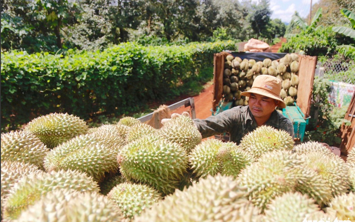 Trung Quốc tăng cường kiểm tra trái cây Việt Nam