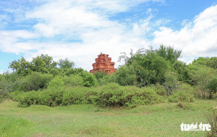 Khu di tích tháp Hòa Lai nằm trên khuôn viên khoảng 1.500m2. Mặt sau của di tích bị cỏ dại, cây cối mọc cao hơn đầu người che phủ gần như hết khu di tích - Ảnh: DUY NGỌC