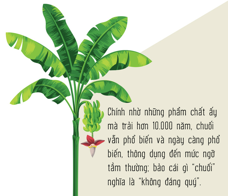 Chuối - Người khổng lồ khiêm tốn sau vườn nhà - Ảnh 7.