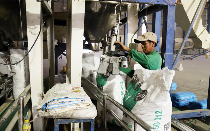Tính đến khả năng giá gạo vượt 1.000 USD/tấn