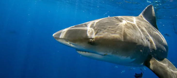 Hàng ngàn con cá mập phát rồ ngoài khơi Florida, chuyện gì xảy ra?