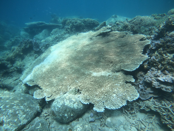 Nha Trang sẽ có nhiều biện pháp bảo vệ khu san hô đang hồi phục ở Hòn Chồng - Ảnh: BQL vịnh Nha Trang