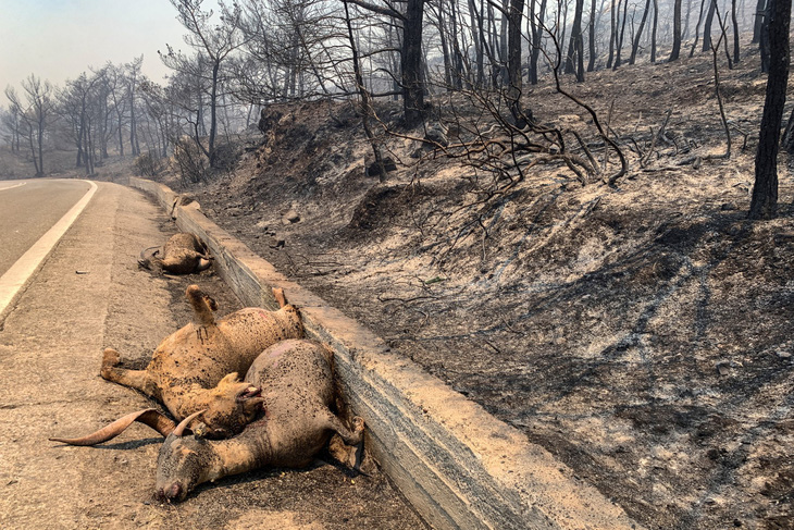 Thú rừng chết cháy nằm cạnh một con đường trên đảo Rhodes của Hy Lạp, sau trận hỏa hoạn vào ngày 24-7. Hy Lạp đã trải qua một đợt nắng nóng cực độ kéo dài làm gia tăng nguy cơ cháy rừng - Ảnh: AFP