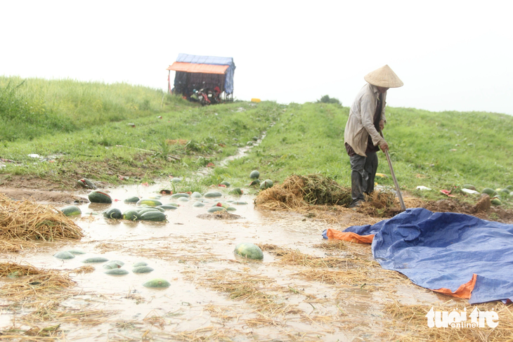 52ha dưa hấu của 71 hộ dân ở Gia Lai bị thối rữa do trồng trái vụ - Ảnh: ANH THƯ