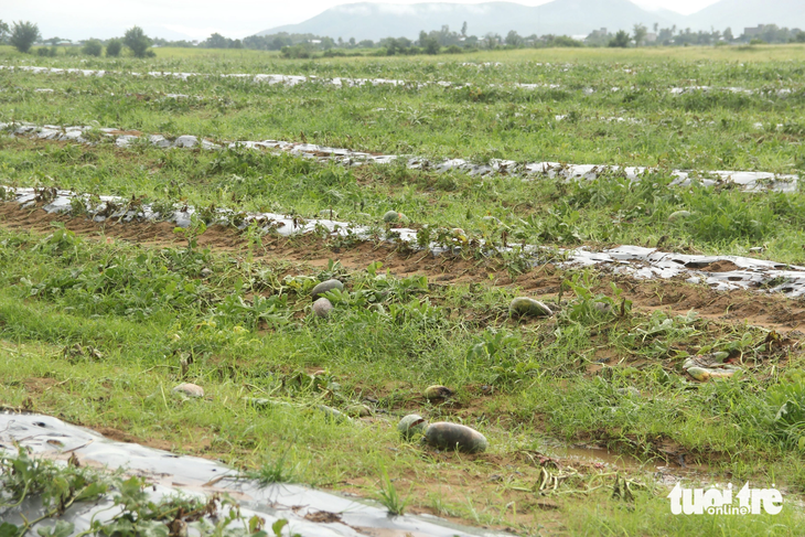 Phần lớn diện tích dưa hấu ảnh hưởng bởi mưa nhiều nên bị thối rữa ngay tại ruộng - Ảnh: ANH THƯ