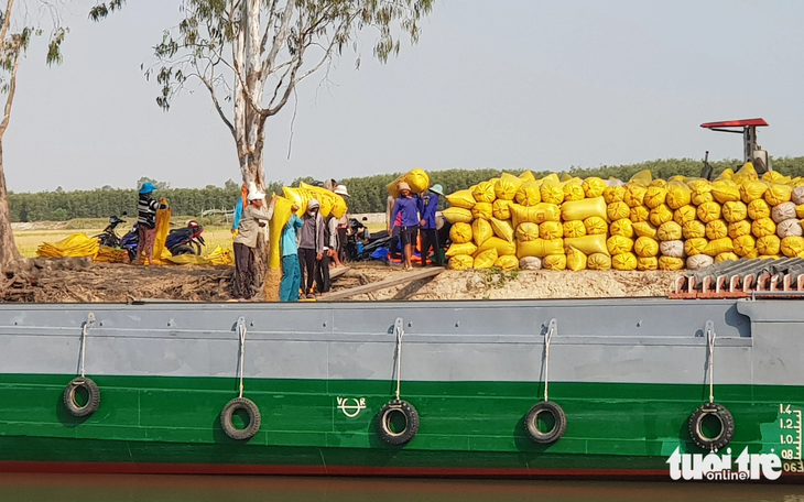 Hiện nay, vụ hè thu đang bước vào thu hoạch &quot;rộ&quot; tại các tỉnh An Giang, Đồng Tháp và một số địa phương - Ảnh: BỬU ĐẤU