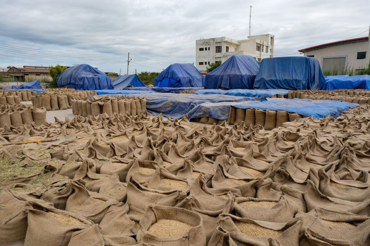 Ấn Độ cấm xuất khẩu nhằm kiểm soát giá gạo trong nước - Ảnh: BLOOMBERG