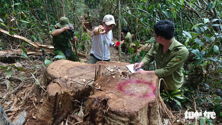 Công an khám nghiệm hiện trường vụ phá rừng tại Lộc Bắc (Bảo Lâm, Lâm Đồng) - Ảnh: M.V.
