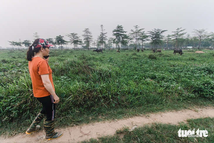 Đất nông nghiệp thu hồi làm dự án bất động sản bỏ hoang ở ngoại thành Hà Nội đã gây bức xúc trong nhiều năm qua - Ảnh: DANH KHANG