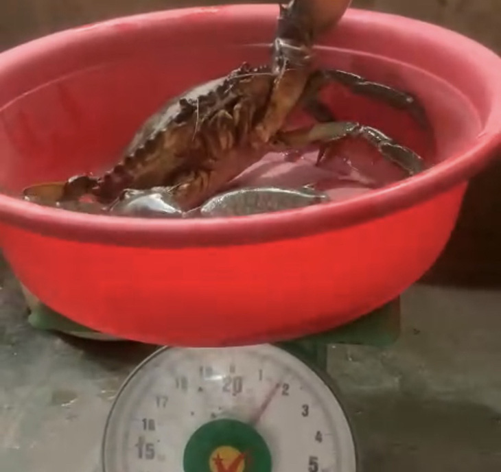 Khi để lên cân, sau khi trừ bì, con cua biển anh Tâm bắt được nặng 1,7kg - Ảnh: Khắc Tâm cắt từ clip