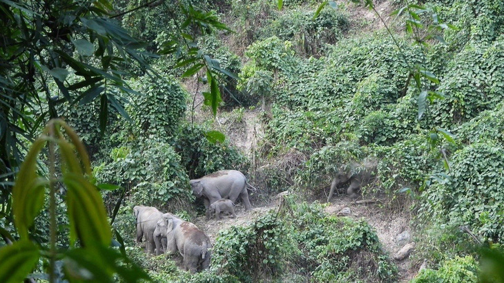 Đàn voi hoang dã trong Khu bảo tồn loài và sinh cảnh voi, Nông Sơn - Ảnh: BQL Khu bảo tồn loài và sinh cảnh voi Nông Sơn