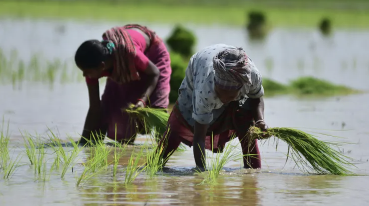 Nông dân cấy lúa ở bang Assam, đông bắc Ấn Độ, ngày 5-7-2023  - Ảnh: XINHUA