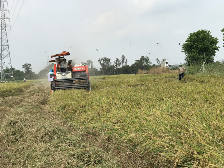 Nông dân huyện Thanh Bình, Đồng Tháp đang ráo riết thu hoạch lúa hè thu cuối vụ - Ảnh: ĐẶNG TUYẾT