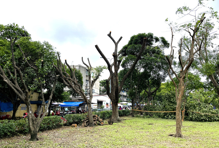 Cây xanh bị cắt trụi lá tại công viên Thanh Đa, quận Bình Thạnh - Ảnh: LÊ PHAN