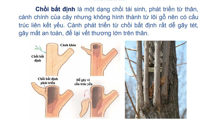 Phân tích của Sở Xây dựng TP.HCM cho thấy các chồi bất định mọc lên sau khi cây bị cắt trụi sẽ không bền, dễ gãy tét