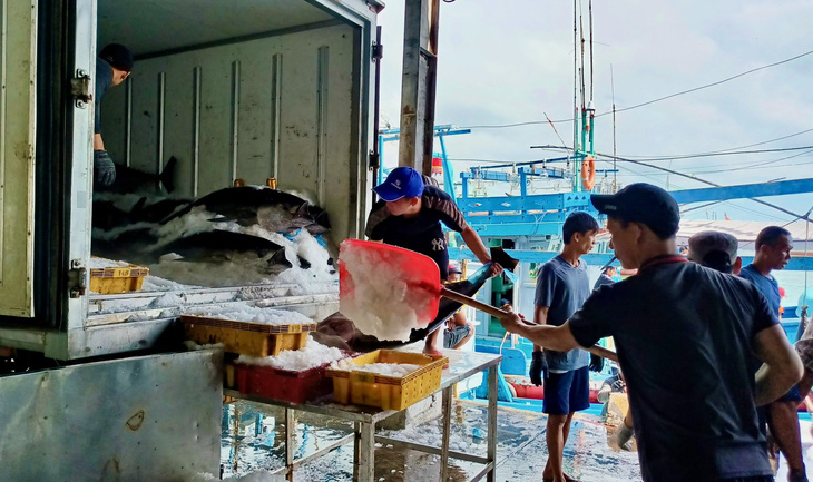 Việc thị trường các nước tiêu thụ chậm khiến giá cá ngừ không tăng - Ảnh: MINH CHIẾN