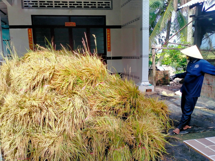 Mưa nhiều, nước tràn đồng gây ngập úng nên người dân ở huyện Gò Quao đã thu hoạch lúa bằng hình thức cắt tay để bảo vệ năng suất - Ảnh: T.MINH