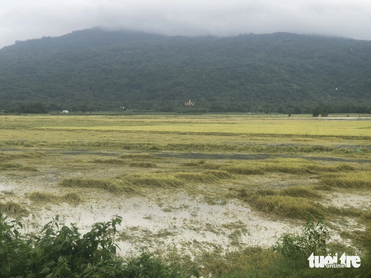 Toàn bộ lúa của nông dân thị trấn Ba Chúc, huyện Tri Tôn, An Giang bị đổ ngã sau cơn mưa lớn chiều 30-7 - Ảnh: MINH KHANG