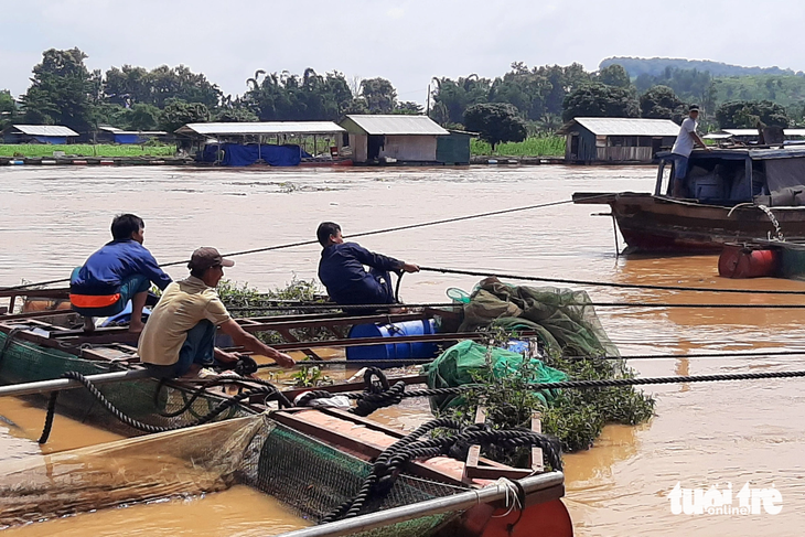 Người dân di dời bè nuôi cá đến nơi an toàn để tránh bị ngập lụt ảnh hưởng - Ảnh: MINH THƯ