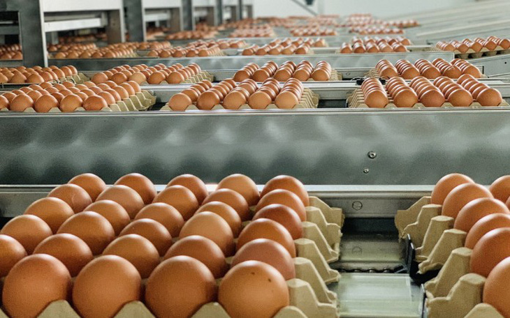Hong Kong bỏ lệnh cấm nhập khẩu trứng và sản phẩm trứng gia cầm Việt Nam