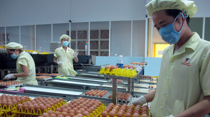 Đóng gói trứng trước khi xuất khẩu tại Công ty Vietfarm - Ảnh: TRẦN MẠNH
