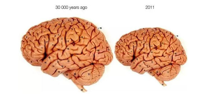 So sánh bộ não con người  cách đây 30.000 năm và năm 2011 -  Ảnh: QS STUDY