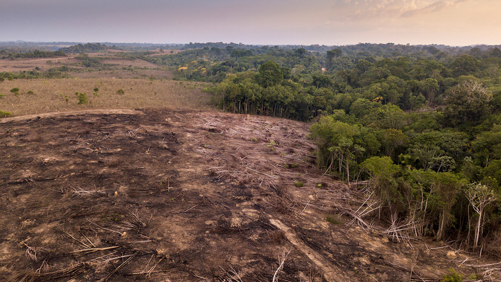 Rừng Amazon bị tàn phá - Ảnh: iSTOCK