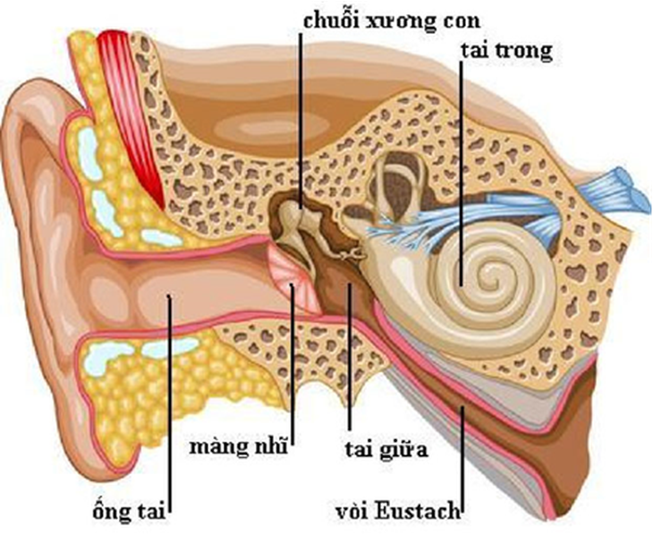 Tai có cơ chế tự làm sạch tự nhiên, việc tự động ngoáy tai thường xuyên có thể gây nhiều biến chứng - Ảnh: Bác sĩ cung cấp