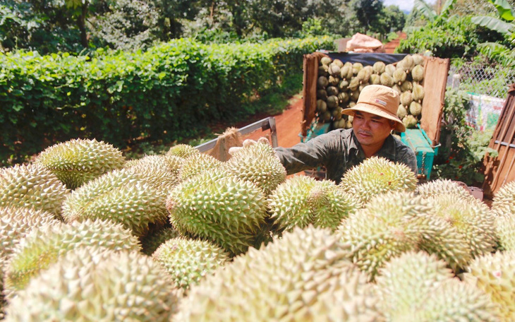 Xuất khẩu nông sản vẫn "sáng" đến mức nào?