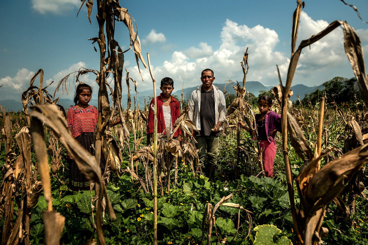 Carlos Tiul, một nông dân bản địa tại Guatemala bị mất mùa ngô, cùng các con của mình - Ảnh: THE NEW YORK TIMES