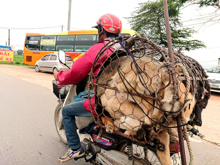 Một người dân thu mua chó ở khu vực ngoại thành Hà Nội đưa đến một lò mổ thịt - Ảnh: NAM TRẦN