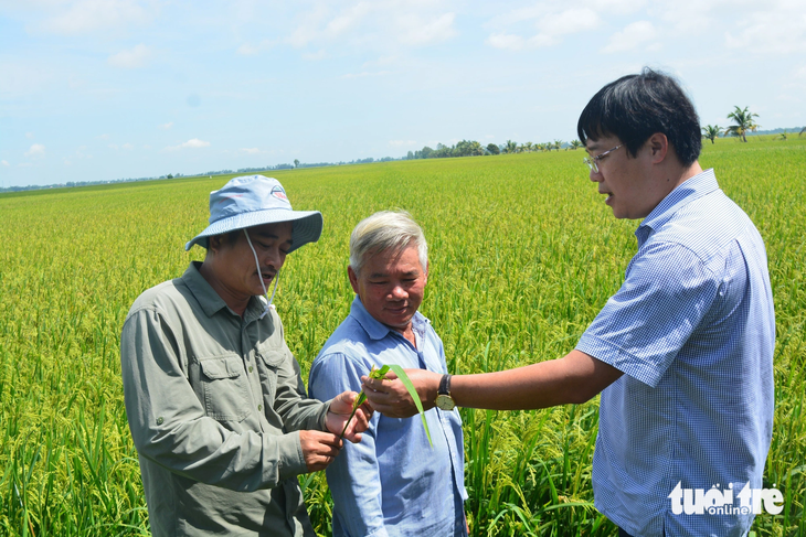 Bí thư Tỉnh ủy Đồng Tháp Lê Quốc Phong (bìa phải) trao đổi cùng nông dân vùng đệm vườn quốc gia tại các xã Tân Công Sính, Phú Đức (huyện Tam Nông) đang trồng thí điểm lúa theo hướng hữu cơ, tạo môi trường sạch cho dự án bảo tồn sếu - Ảnh: ĐẶNG TUYẾT