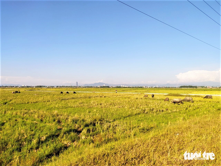 Cả cánh đồng mênh mông ở xã Đồng Môn, Hà Tĩnh bỏ hoang nên người dân tận dụng để thả trâu, bò - Ảnh: LÊ MINH