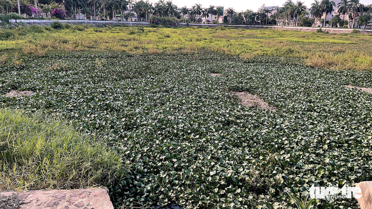 Hồ điều hòa Nghĩa Chánh tại trung tâm TP Quảng Ngãi thành nơi chứa nước thải, gây ô nhiễm - Ảnh: T.MAI