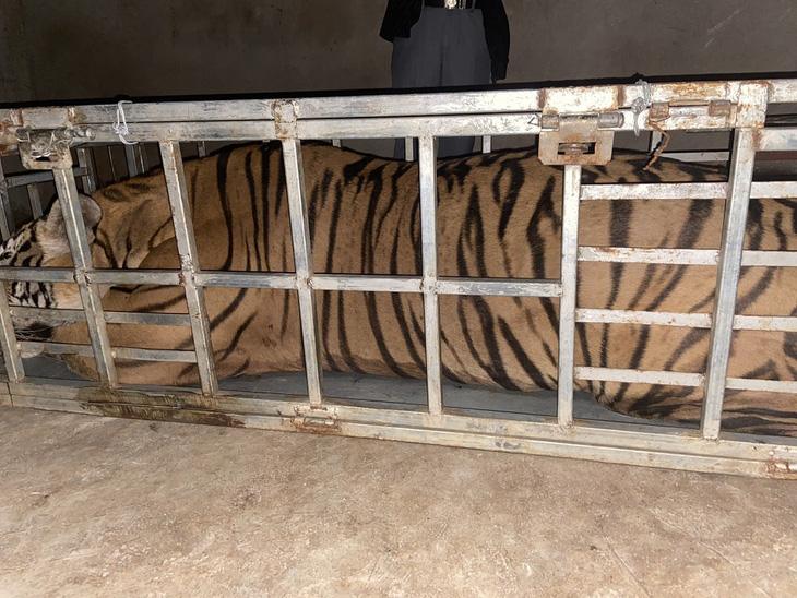 Con hổ nặng 235kg bị nhốt trong lồng sắt - Ảnh: Công an cung cấp