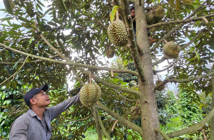 Giá sầu riêng đã tăng nhẹ trở lại - Ảnh: NGUYỄN TRÍ