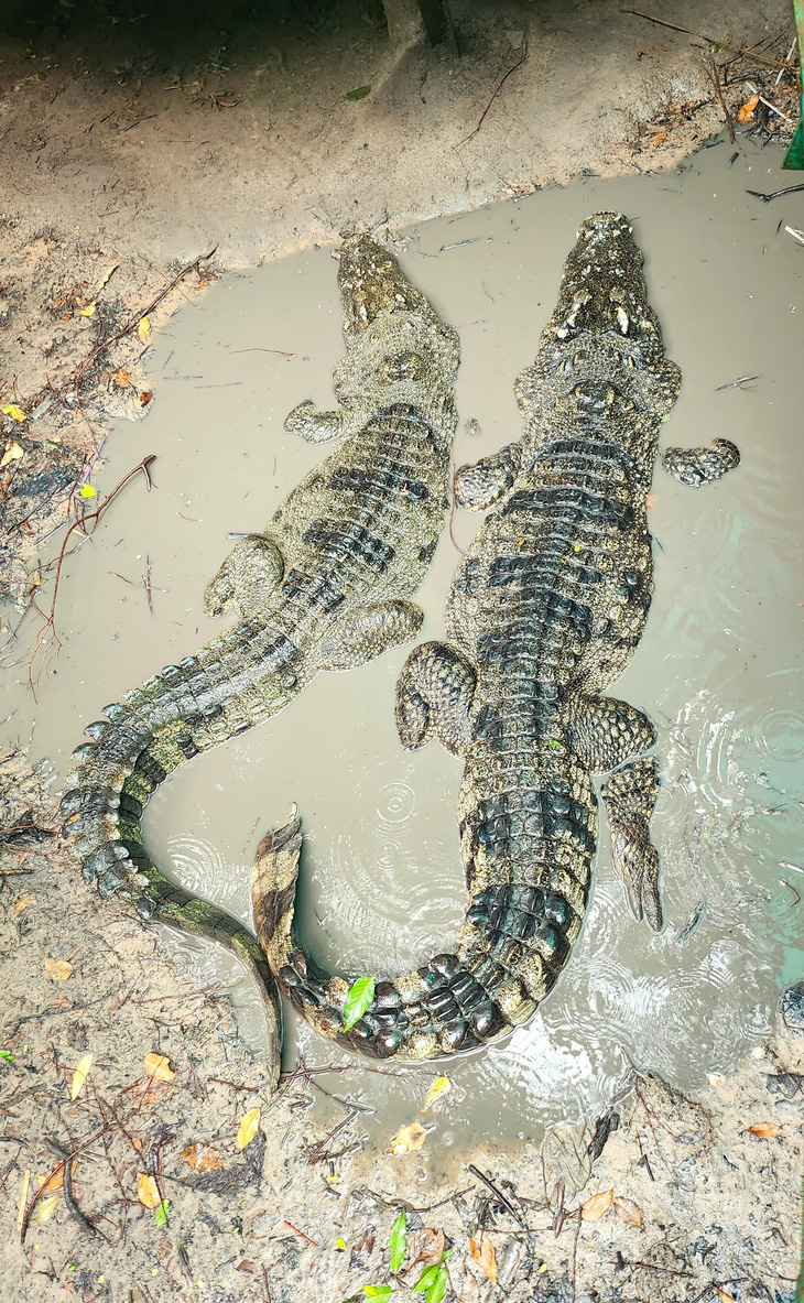 Cá sấu ở Thảo cầm viên - Ảnh: C.K.