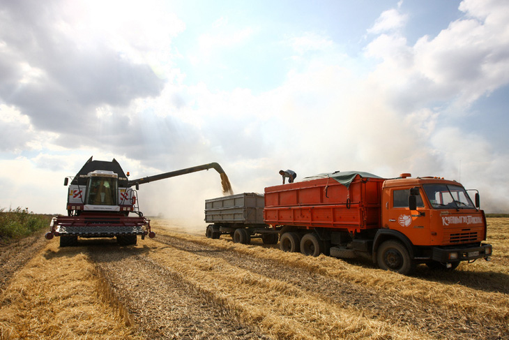Thu hoạch gạo ở vùng Krasnodar - vựa lúa chính ở Nga - Ảnh: ROSSIYSKAYA GAZETA