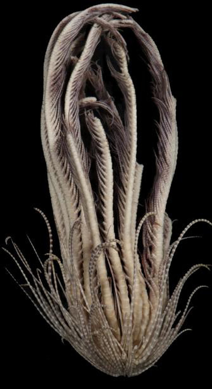 Một con sao lông vũ dâu tây Nam Cực được bảo tồn - Ảnh: MIAMI HERALD