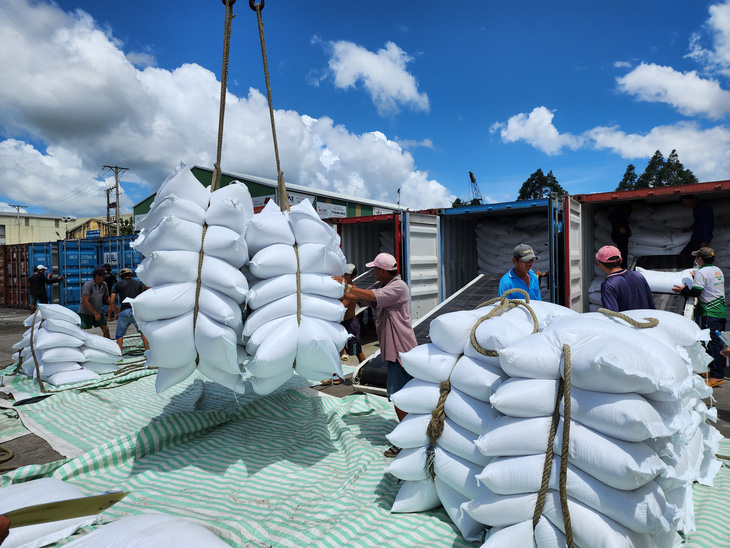 Giá gạo Việt Nam xuất khẩu lên 638 USD/tấn - Ảnh: BỬU ĐẤU
