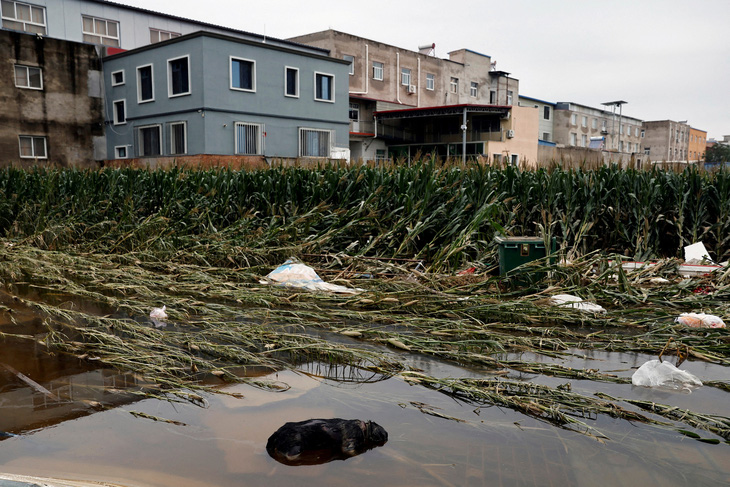Một ruộng ngô tại Hà Bắc bị tàn phá sau lũ lụt lịch sử - Ảnh: REUTERS