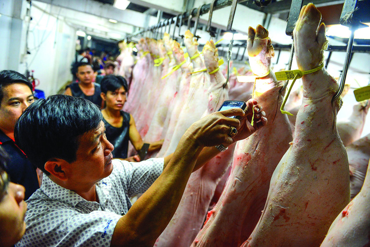 Truy xuất nguồn gốc thịt heo để bảo đảm an toàn thực phẩmtại lò mổ Bình Tân trước khi chở lên chợ đầu mối Bình Điền, TP.HCM. Ảnh: QUANG ĐỊNH