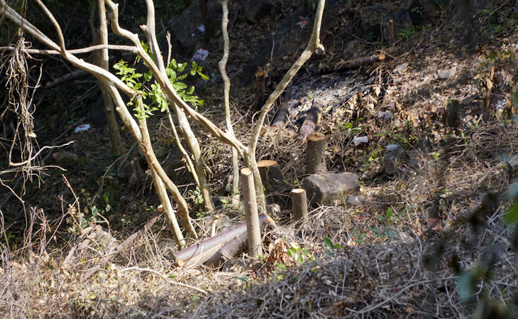 Cây rừng bị chặt hạ ở triền núi Nhỏ, Vũng Tàu - Ảnh: Đ.H.