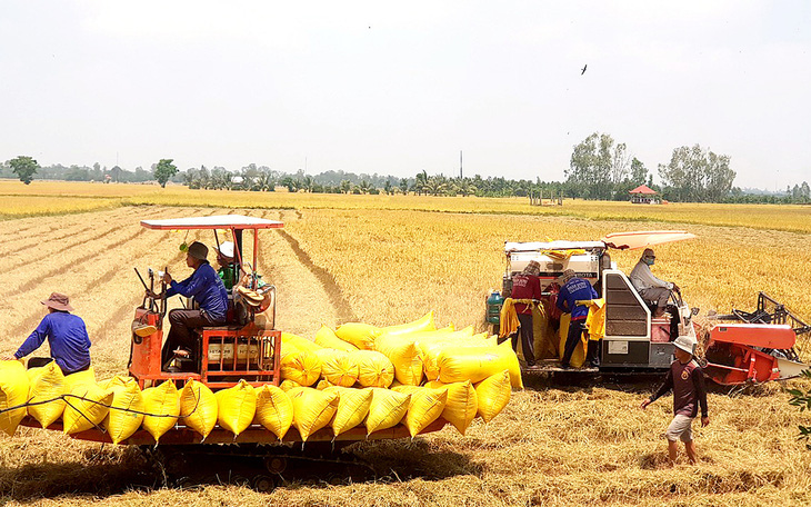 Nông dân không muốn xả lũ để tăng diện tích trồng do giá lúa gạo tăng