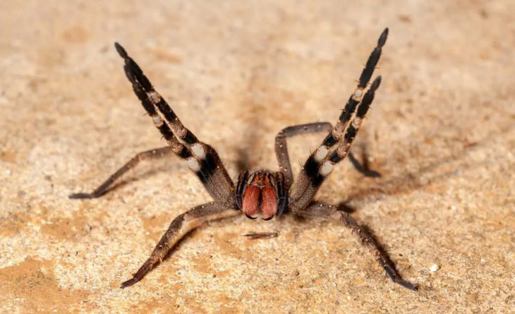 Chân dung con nhện độc được xem là Viagra &quot;thế hệ tiếp theo&quot;.