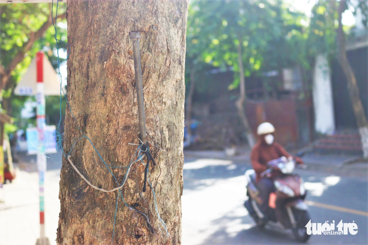 Một thân cây xanh trên đường Tân Lập (TP Thủ Đức) vô cớ bị... đóng đinh - Ảnh: TIẾN QUỐC