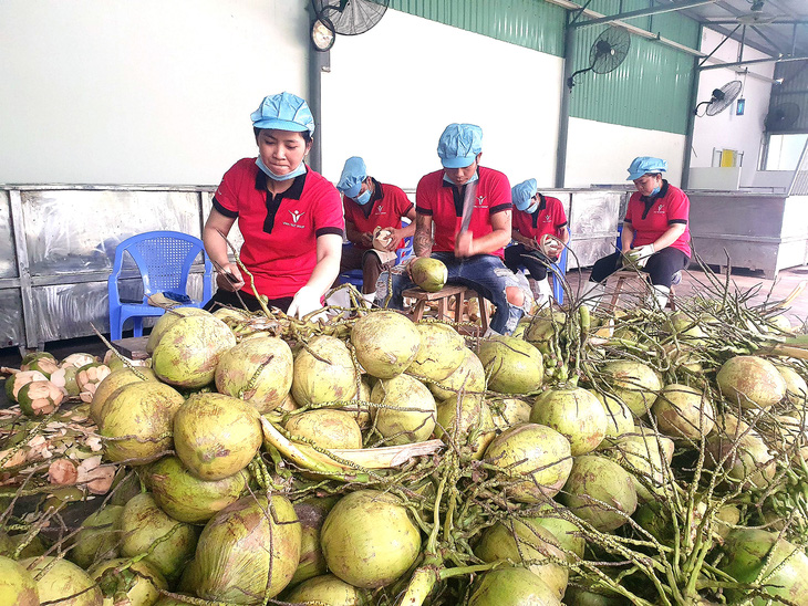 Với việc các thị trường lớn như Mỹ, Trung Quốc mở cửa, dừa tươi được kỳ vọng sẽ trở thành mặt hàng trái cây tỉ USD mới của Việt Nam - Ảnh: TRẦN MẠNH